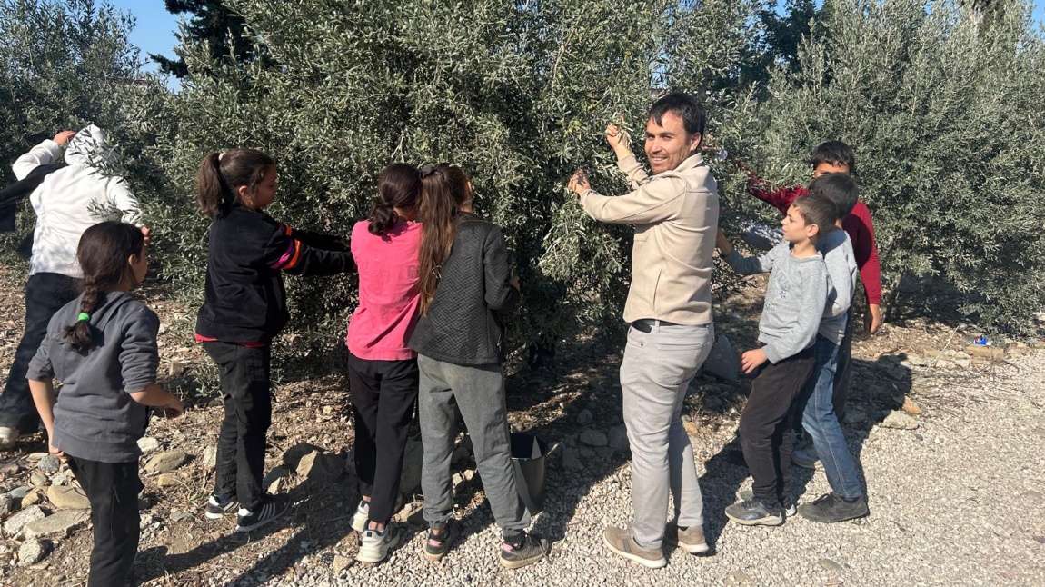 YÜKSEKÖRENDE ZEYTİN HASADI.